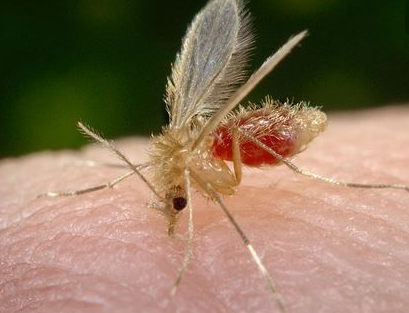 Mosquito Leishmaniosis