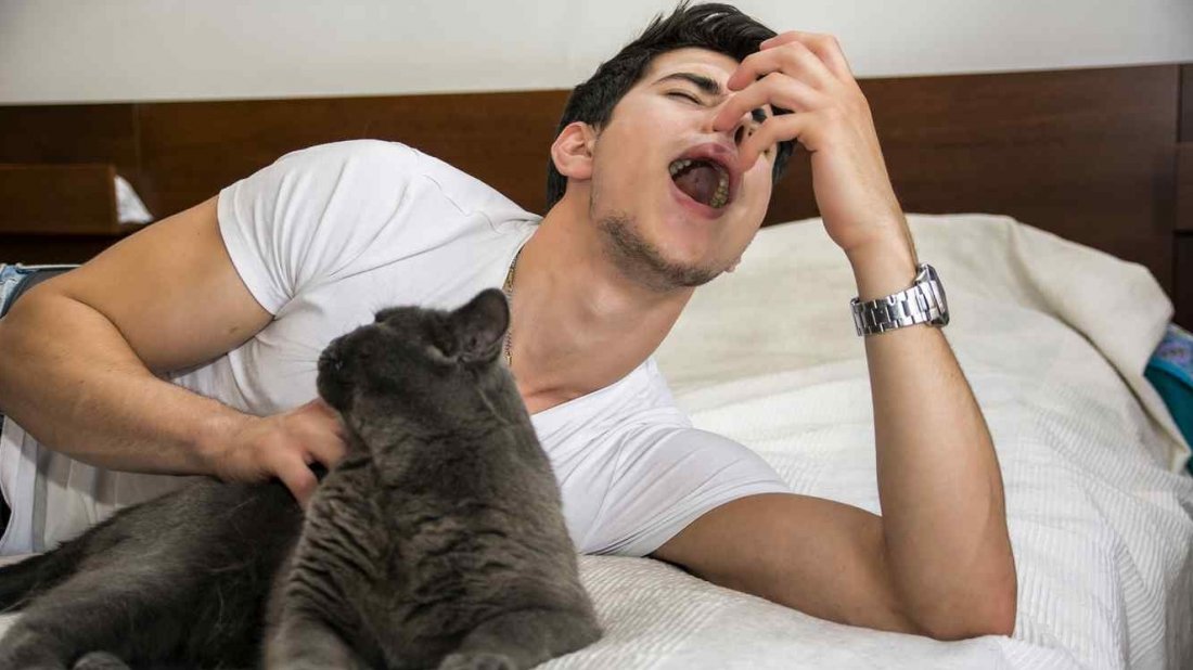 Cómo frenar la alergia a los gatos