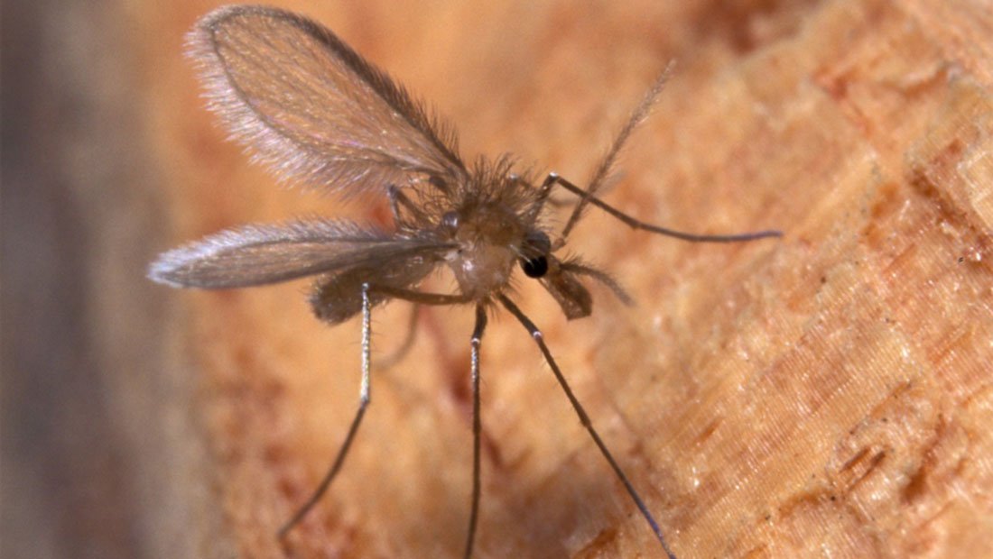 Insercto Mosquito Leishmania