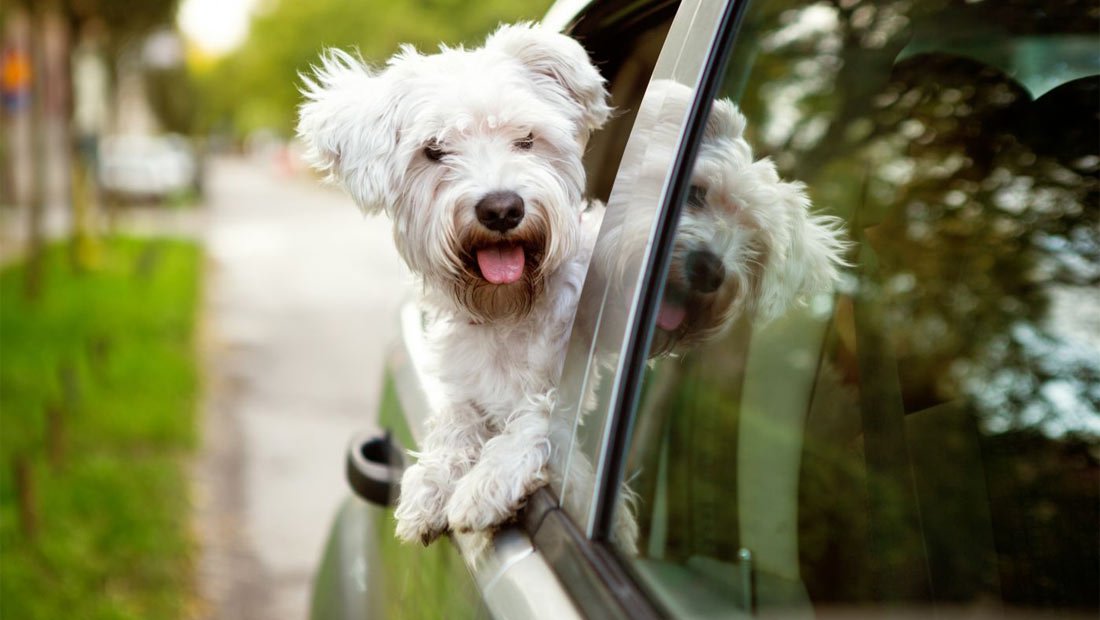 Viajar con perros en el coche: problemas y soluciones